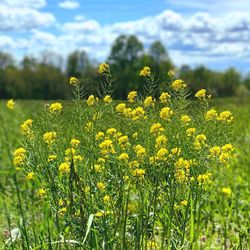 Yellow flowering plants on field