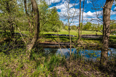 Scenic view of lake in forest