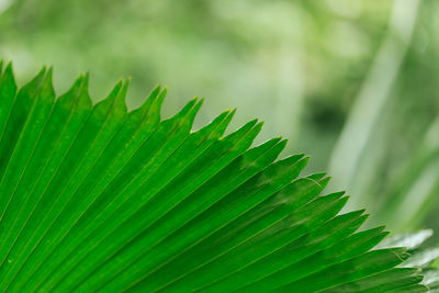 Close-up of green leaves