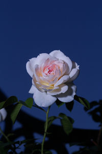 Close-up of white rose blooming outdoors