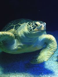 Close-up of turtle underwater