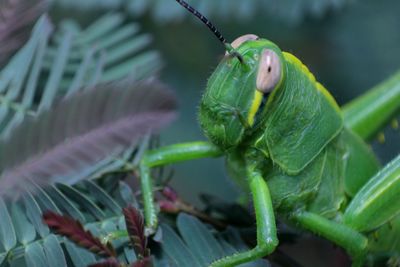 Close-up of insect on leaves