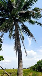 Low angle view of tree against sky