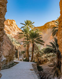 Scenic view of rock formation and palm trees against sky