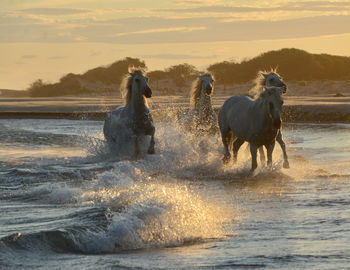 Horses in a sea