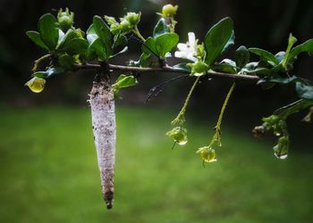 Close-up of water drops on leaf