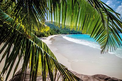 Palm trees by sea