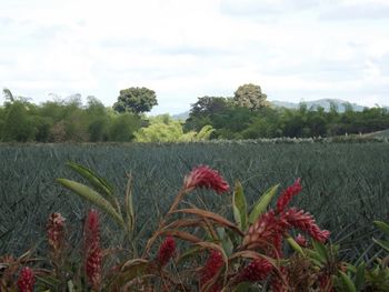 Plants growing on field against cloudy sky