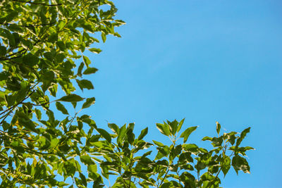 Low angle view of tree against clear blue sky