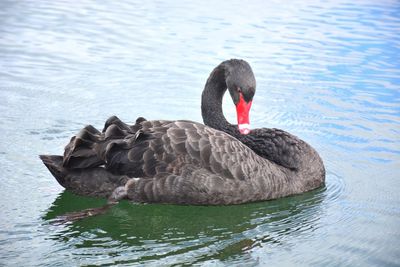 Swan swimming in lake