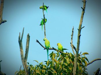 Low angle view of fruits hanging on tree against sky