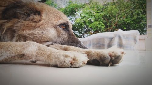 Close-up of a dog resting