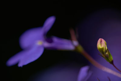 Close-up of purple flowering plant