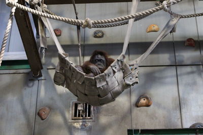 Low angle view of orangutan working on rope in playground