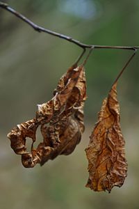 Close-up of dry leaf on twig