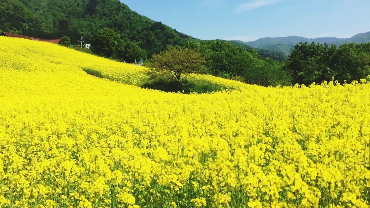 yellow, flower, beauty in nature, growth, field, tranquil scene, landscape, tranquility, nature, rural scene, scenics, agriculture, freshness, tree, oilseed rape, plant, farm, mountain, abundance, crop