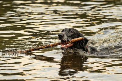 Dog swimming in lake