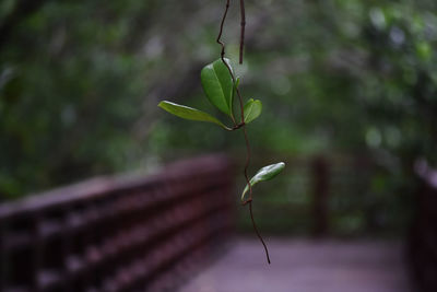 Close-up of plant growing outdoors