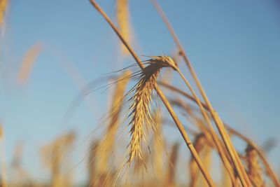 Close-up of stalks against blurred background