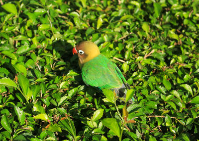 Close-up of bird perching on plant