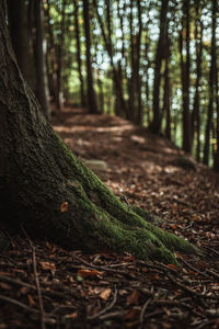 Close-up of tree trunk in forest