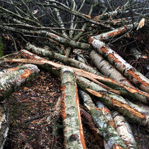 Close-up of tree