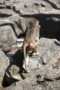 Baboon sitting on a rockin the zoo