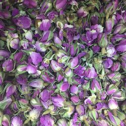 Full frame shot of purple flowering plants