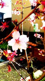 Pink flowers blooming on tree