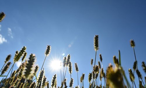 Low angle view of plants against blue sky