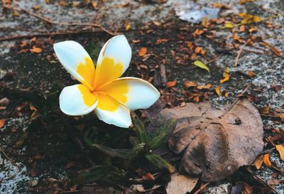 High angle view of crocus blooming outdoors