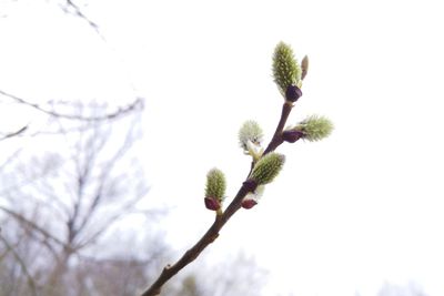 Low angle view of flower tree against sky