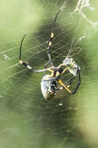 Close-up of spider on web