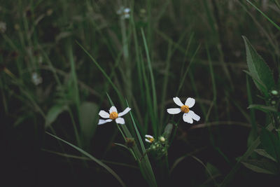 Close-up of white flowering plant on field