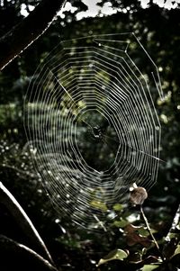 Close up of spider web in forest