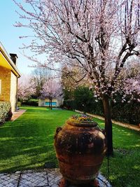 View of flower tree