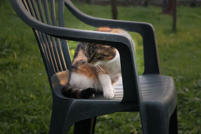 Cat sitting on chair