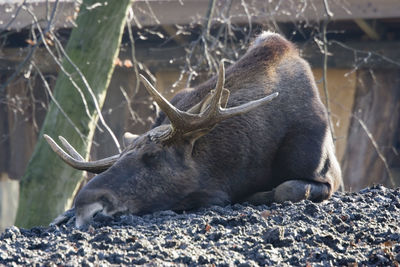 Close-up of moose on ground