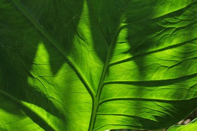 Close-up of green leaves