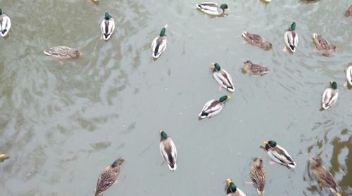 Birds swimming in water