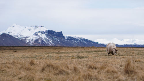 View of horse on snowcapped mountain against sky