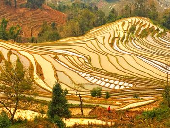 Scenic view of agricultural field