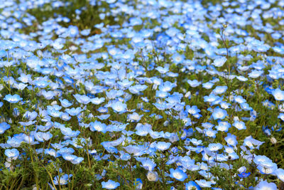 Close-up of fresh flower tree against sky