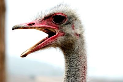 Close-up of ostrich shouting