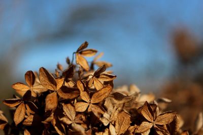 Close-up of dry leaves on field against sky