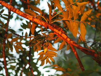 Close-up of autumnal leaves