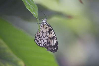 Butterfly on plant