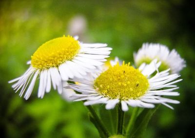 Close-up of white daisy flowers