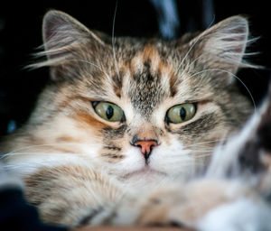 Big ginger cat happy pet life siberian cat fluffy kitty bokeh lazy animal 