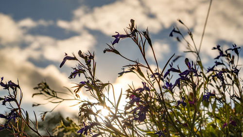 Close-up of flowering plants on field against sky
